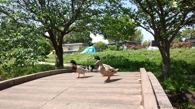 Mashiki - Photo 4