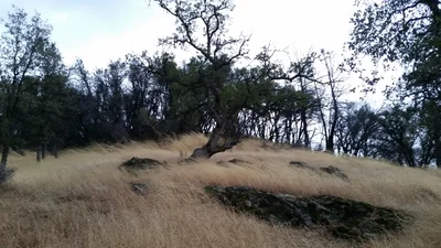 Calaveras County - Photo 4