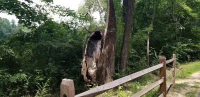 Catawba - Photo 4