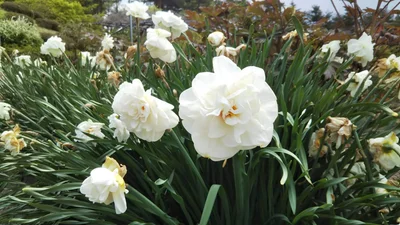Osaki - Photo 5