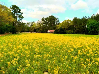 Grapeland - Photo 2
