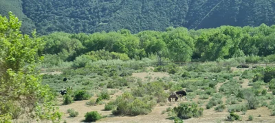 Buellton - Photo 4