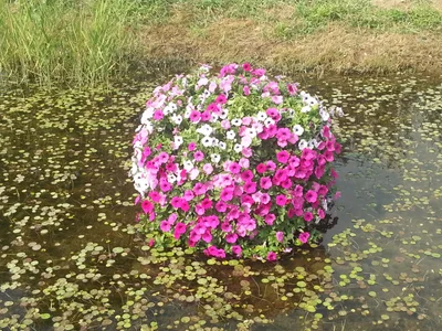 Guri-si - Photo 2