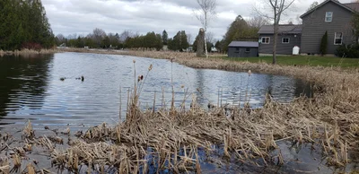 Minto - Photo 2