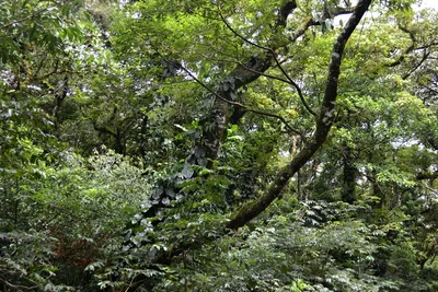 Los Tuxtlas Biosphere Reserve - Photo 3