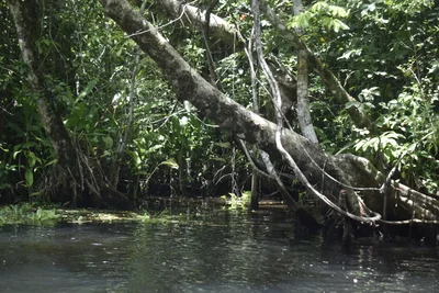 Los Tuxtlas Biosphere Reserve - Photo 4