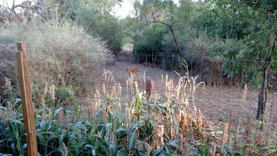 Kingsland - Photo 4