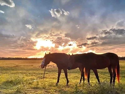 Llano - Photo 3