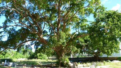 Saint Lucy Parish - Photo 2