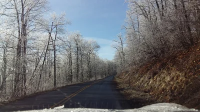 Linden - Photo 4
