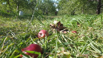 Saint-Joseph-du-Lac - Photo 2