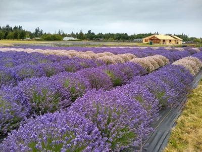 Clallam County - Photo 2