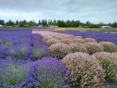 Clallam County - Photo 4
