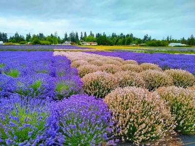 Clallam County - Photo 5