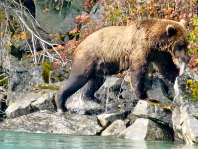 Lake Clark National Park and Preserve - Photo 5