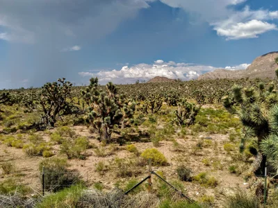 Dolan Springs - Photo 3