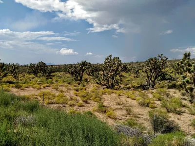 Dolan Springs - Photo 4