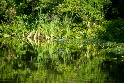 Thonotosassa - Photo 5