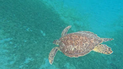Jacques Cousteau's Underwater Reserve - Photo 3