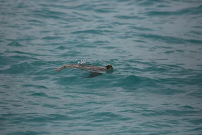Horseshoe Reef - Photo 5