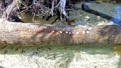 Hobe Sound - Photo 5