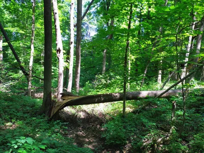 Lewis Center - Photo 2