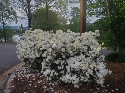 Hiawassee - Photo 4