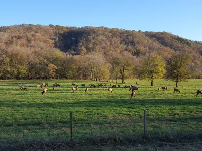 Ponca - Photo 4