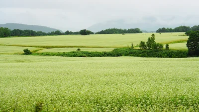 Horokanai - Photo 3