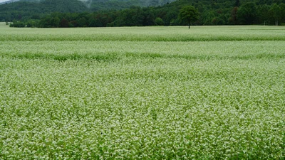 Horokanai - Photo 4