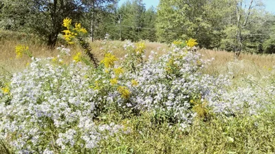 Sautee Nacoochee - Photo 3