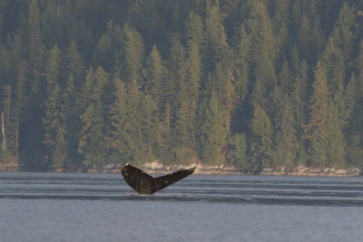 Great Bear Rainforest - Photo 2