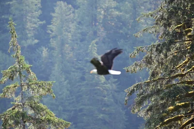 Great Bear Rainforest - Photo 4