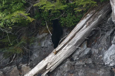 Great Bear Rainforest - Photo 5