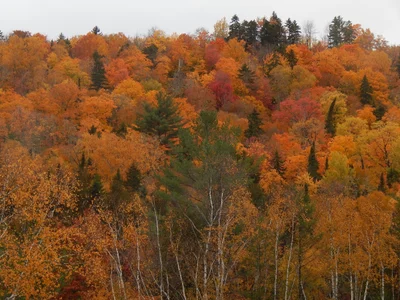 West Forks - Photo 5