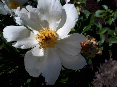 Piedmont - Photo 2