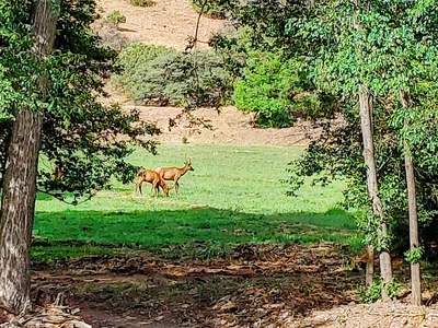 Mimbres - Photo 2