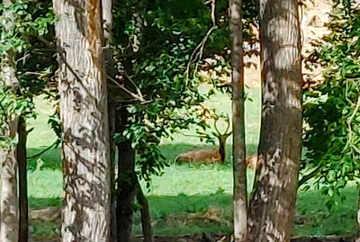 Mimbres - Photo 5