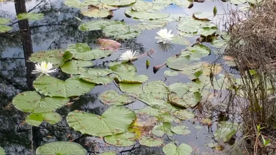 Huger - Photo 5