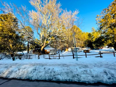 Pine - Photo 4