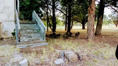 Fort Bayard - Photo 4
