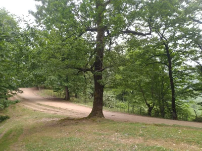Lankaran - Photo 3