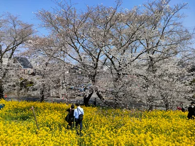 Sakura - Photo 2