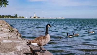 Grosse Pointe Shores - Photo 3