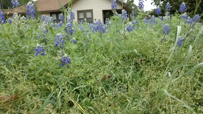 Grand Saline - Photo 4