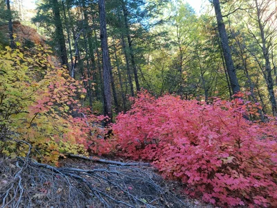 West Fork - Photo 3