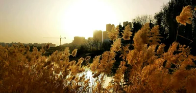 Zibo - Photo 4