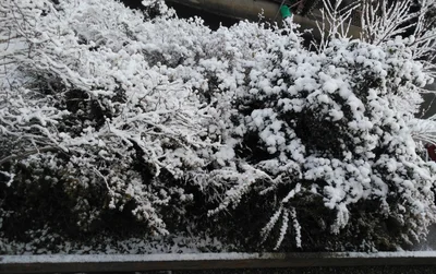 Shiwa - Photo 4