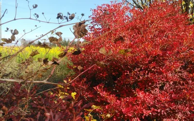 Shiwa - Photo 5