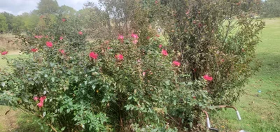 Yantis - Photo 4